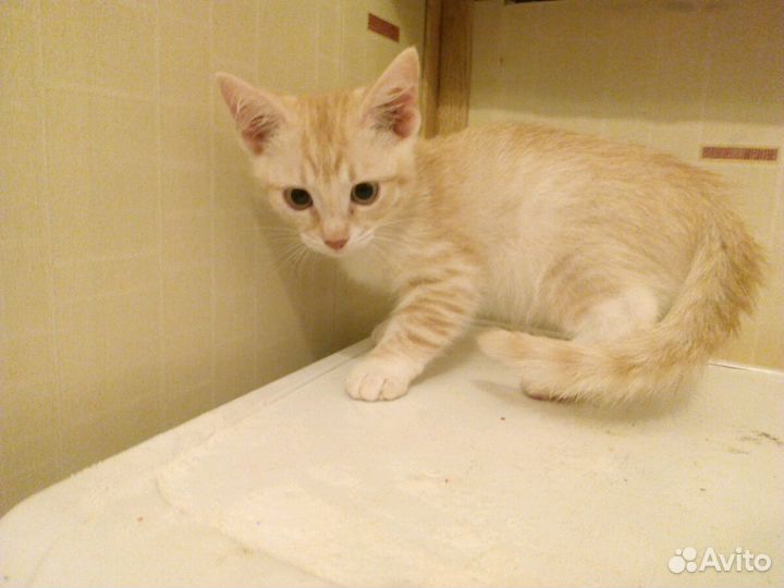 В добрые руки