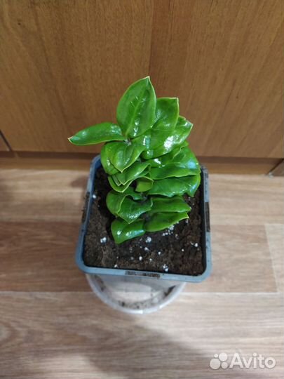 Замиокулькас зензи