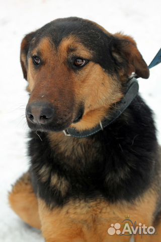 Хороший друг Кроч очень ждёт своего человека