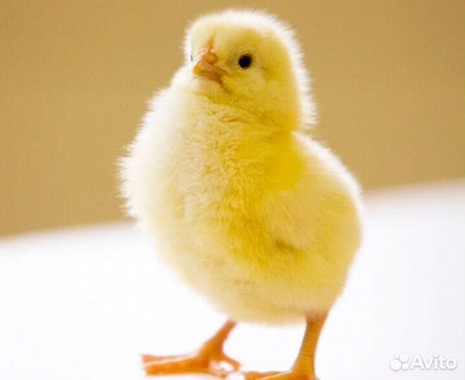 Суточный бройлер