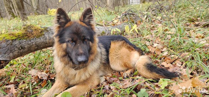 Щенки немецкой овчарки