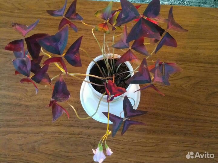 Комнатные цветы кислица