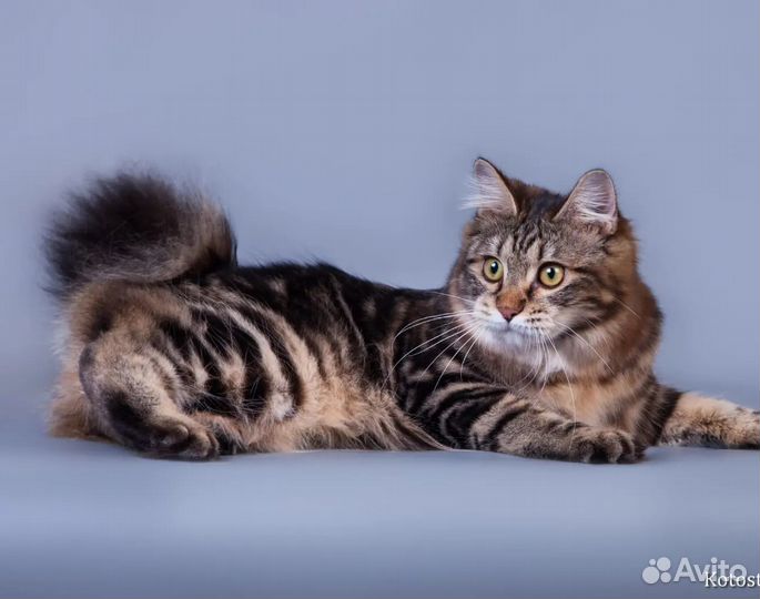 Курильский бобтейл