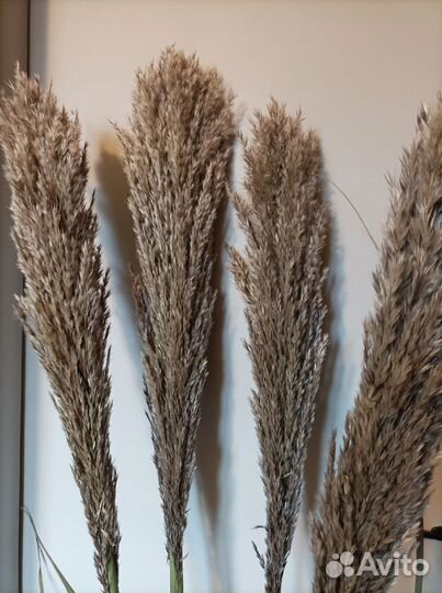 Тросник Арундо