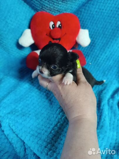 Мини дюймовочка