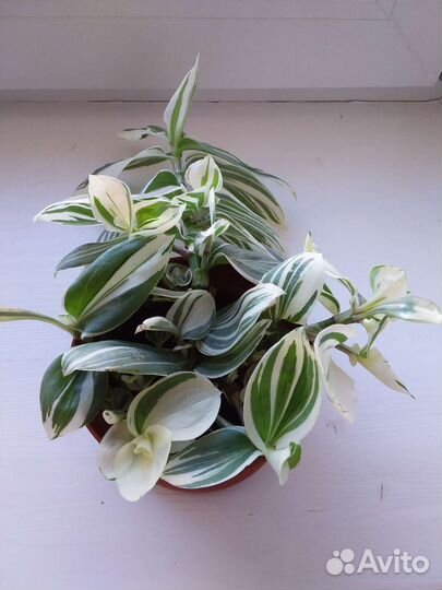 Белолистная традесканция