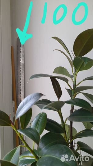 Фикус эластика мелани