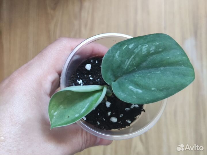 Сциндапсус пиктус треби