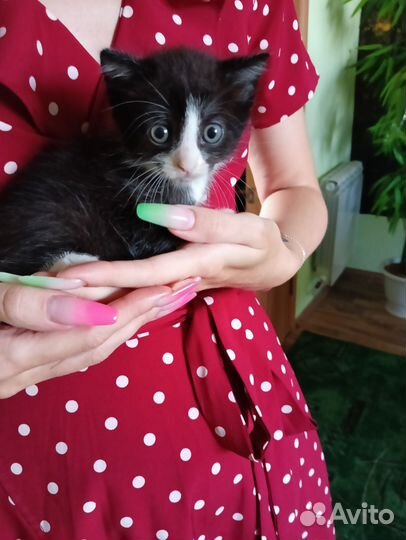Котята ищут дом