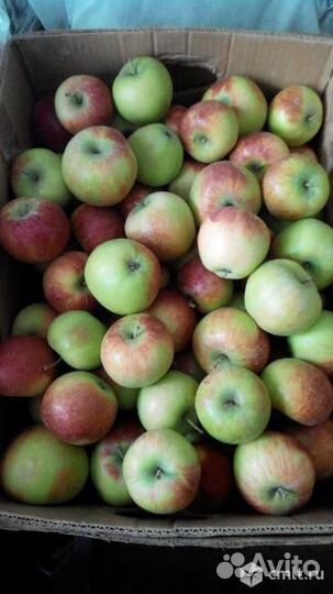 Яблоки