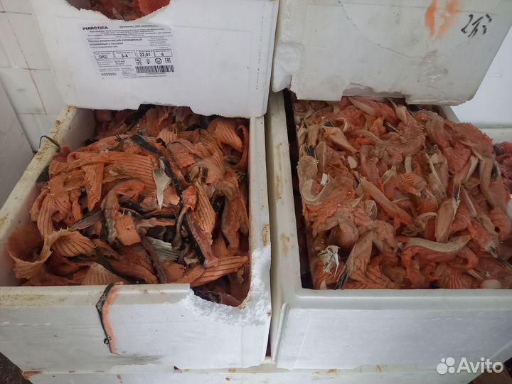 Обрезь семги