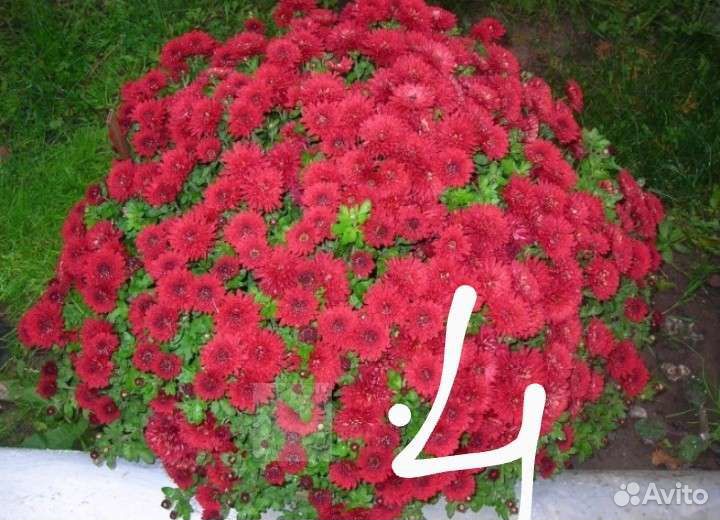 Хризантемы мультифлора