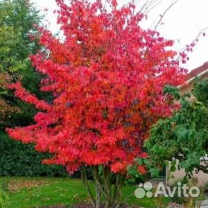 Клен Гиннала