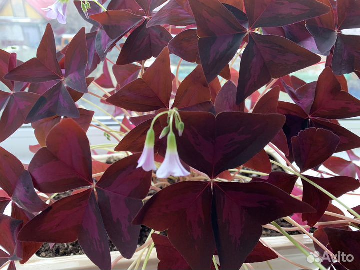 Кислица (оксалис)