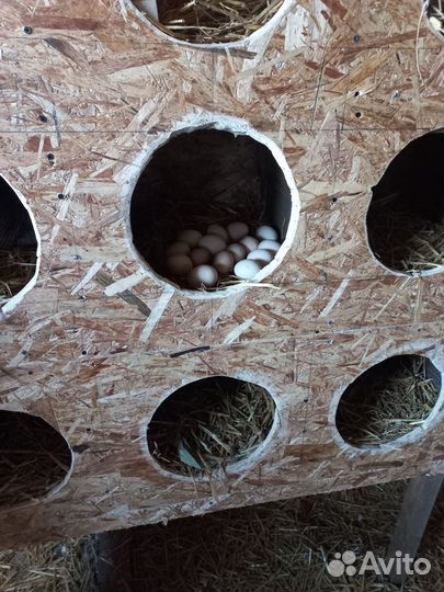 Домашние куриные яйца