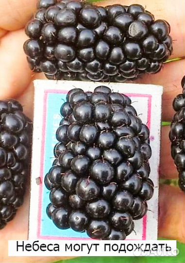 Саженцы ежевики