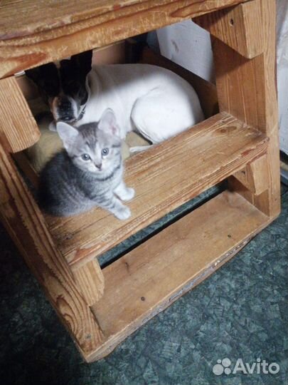 Котята