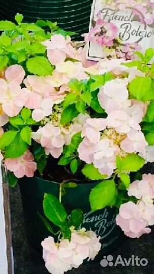 Гортензия.Ампельная.и.Вырви глаз.Хвойные