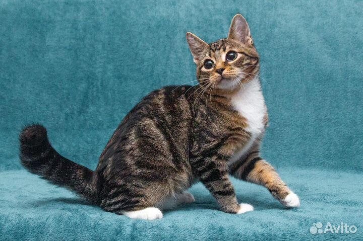 Мраморного окраса, котёнок тигрёнок в добрые руки