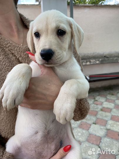 Щенки лабрадора