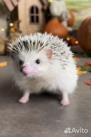 Ежики малыши