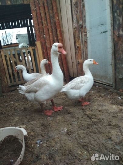 Инкубационное гусиное яйцо, яйцо утки каюга