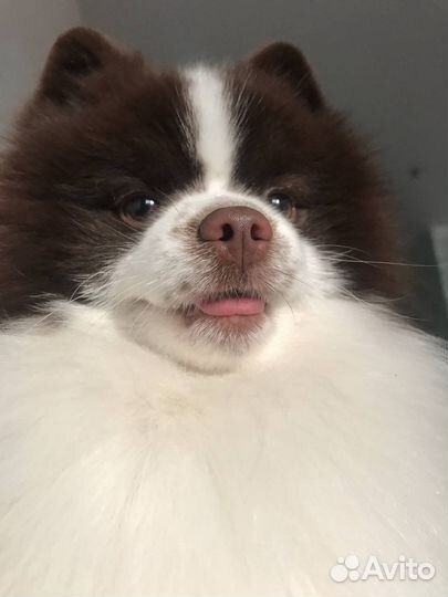 Немецкий шпиц (кобель) вязка