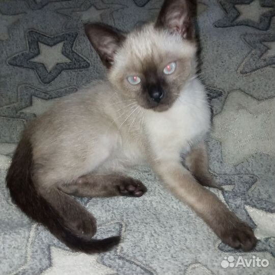 Продам котят