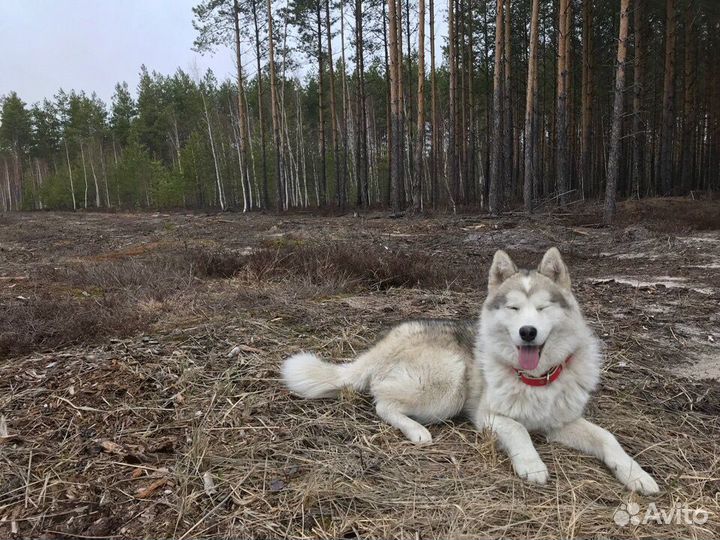 Ищем девочку для вязки