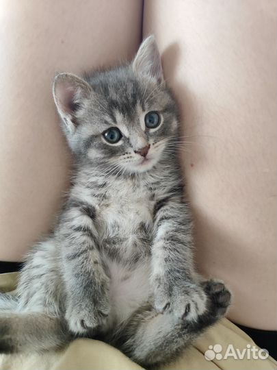 Британская кошка бесплатно