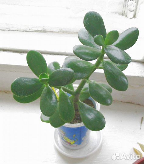 Толстянка, рассада