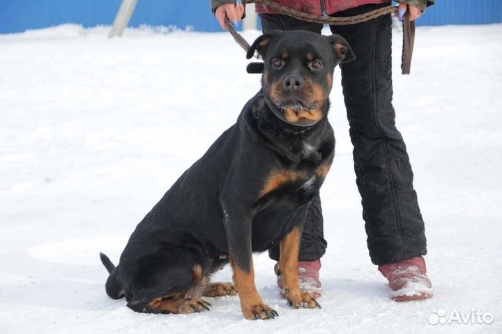 Ротвейлер в добрые руки