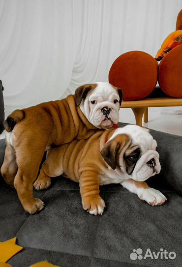 Английский бульдог