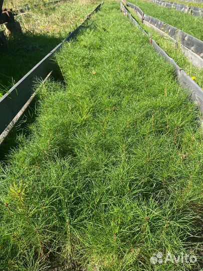 Сосна обыкновенная