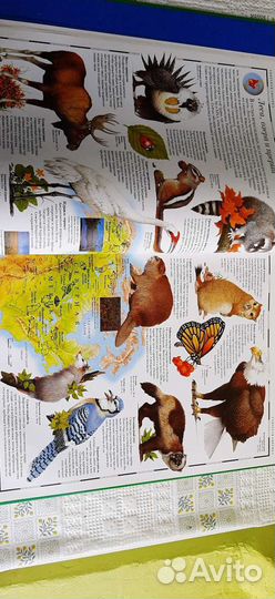 Атлас животного мира Дорлинг Киндерсли