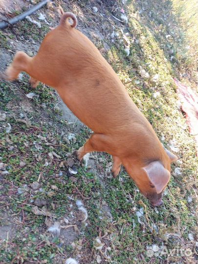 Продам поросят,породы Дюрок