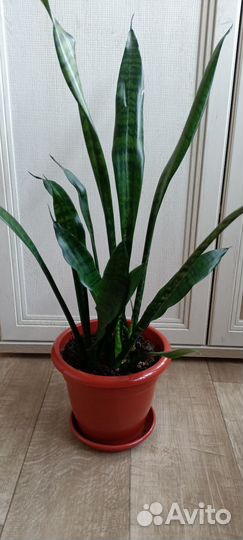 Сансевиерия, щучий хвост