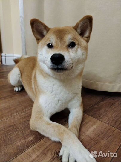 Сиба ину кобель вязка