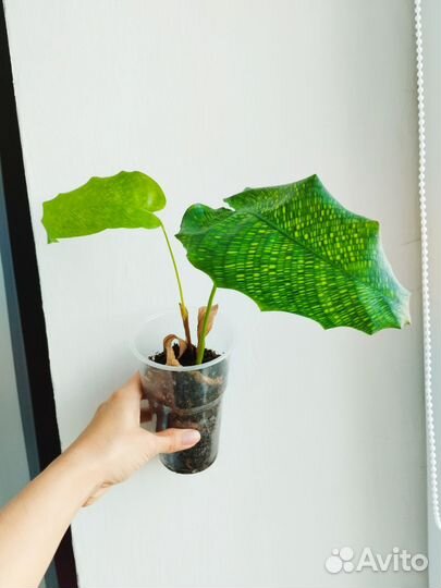 Калатея нетворк