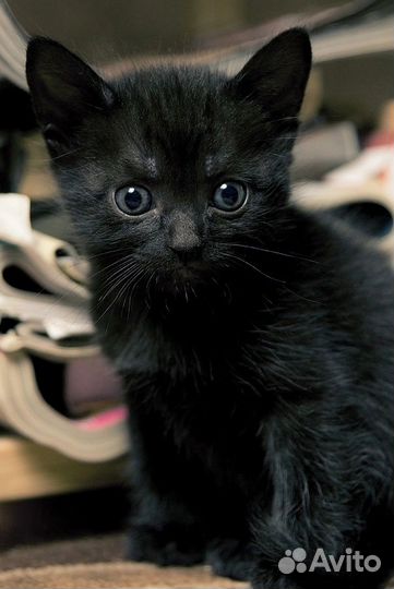 Отдам котенка