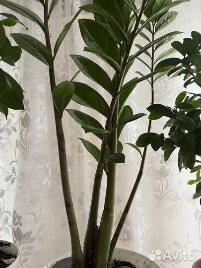 Замиокулькас