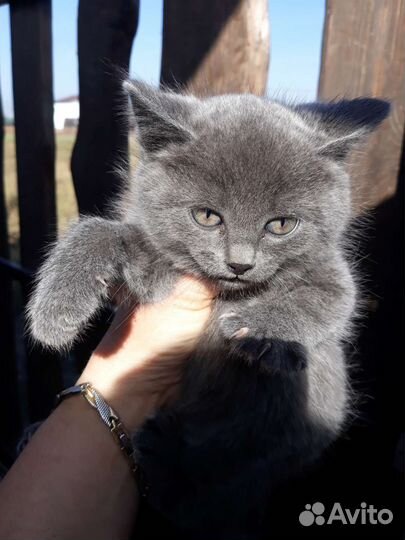 Котята помесь с британцем
