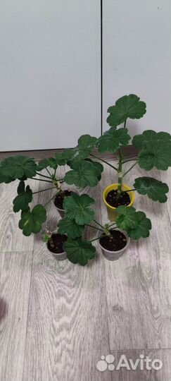 Пеларгония сортовая