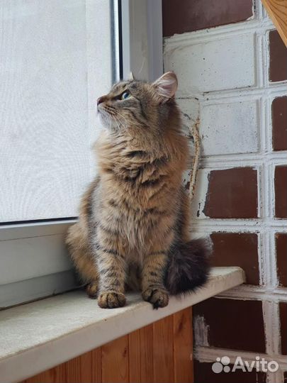 Пушистая кошечка Ника ищет дом, в добрые руки