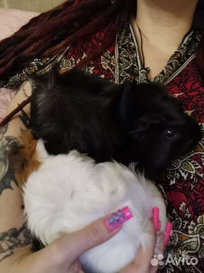 Морские свинки + клетка + вальер