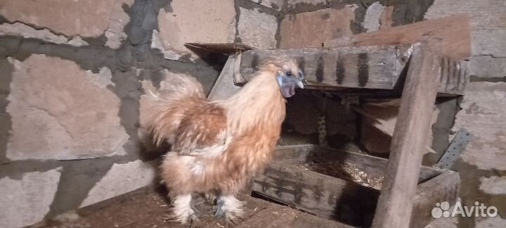 Петух китайский шелковый