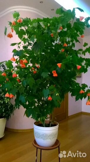 Абутилон(комнатный клен)