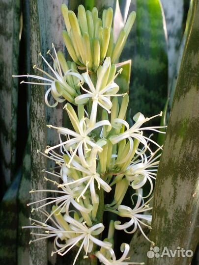 Сансинвьерия