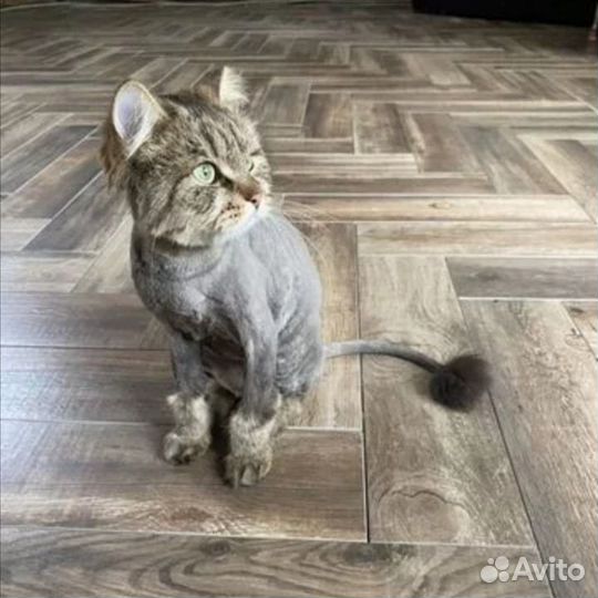 Стрижка кошек и собак