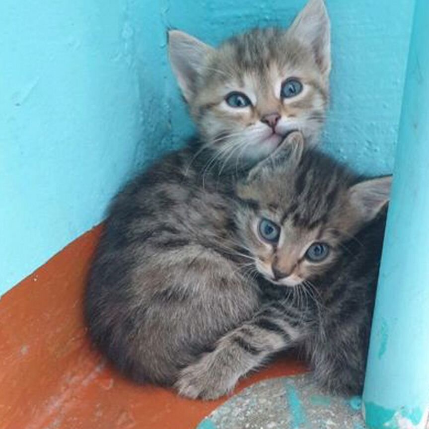 Котята в добрые руки бесплатно